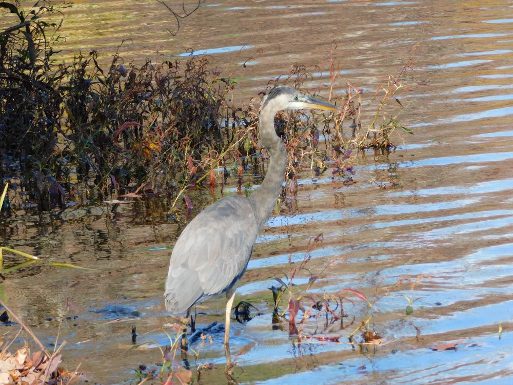 great blue heron (Ardea herodias)