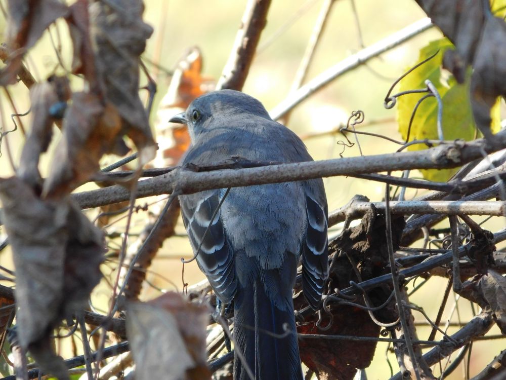 northern mockingbird (Mimus polyglottos)