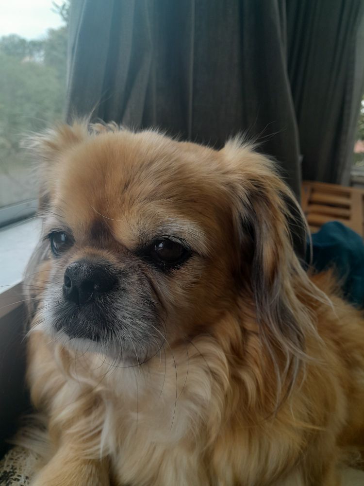 Small Tibetan Spaniel in foreground.  Some visible gray around the mouth. 