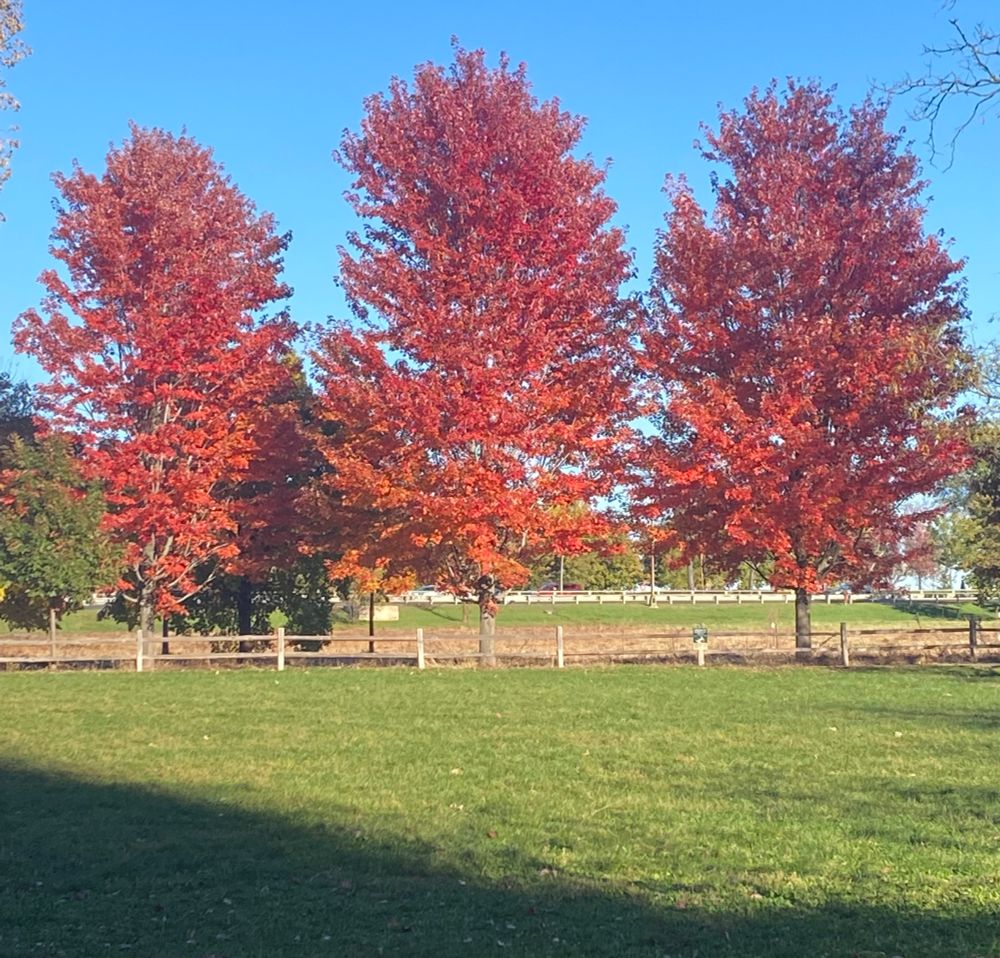 Three red leaved trees on a beautiful fall day