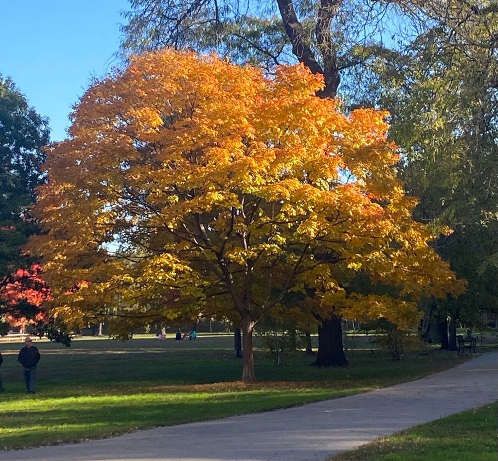 A tree with a golden leaves on a beautiful full day