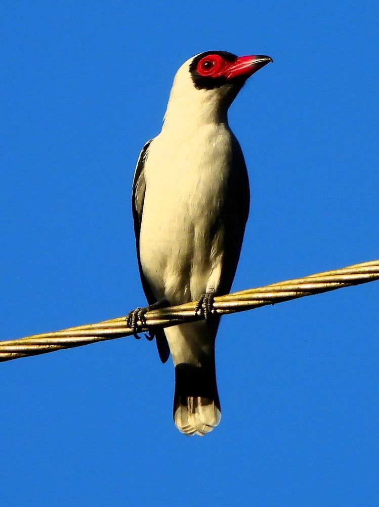 masked tytra sitting on a power line