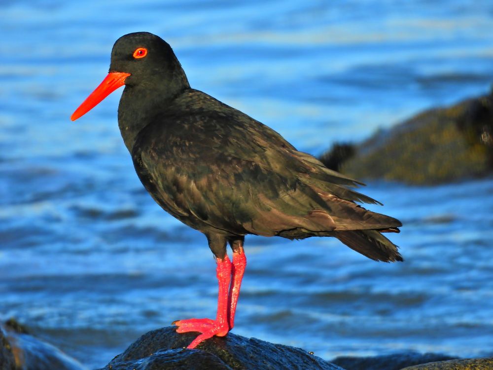 African oystercatcher stands on a rock