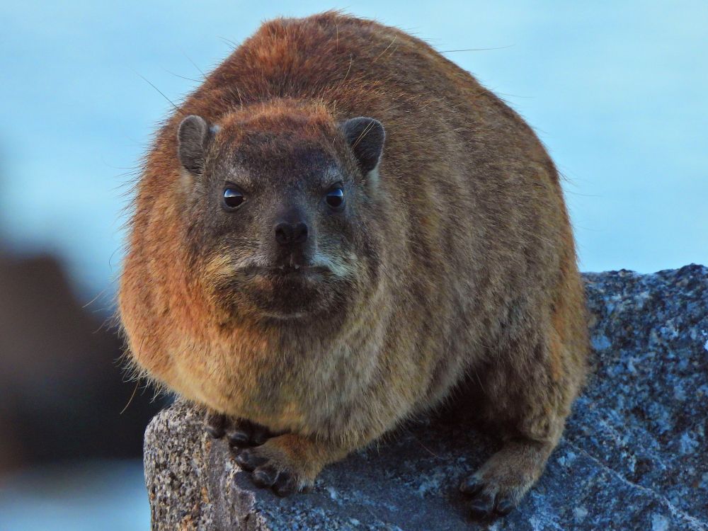 Rock hyrax sits on a rock