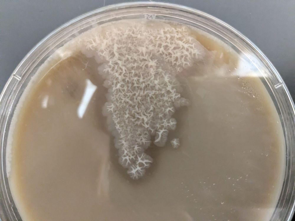 A petri dish containing a tan agar. White bacterial growth is on the surface of the agar.