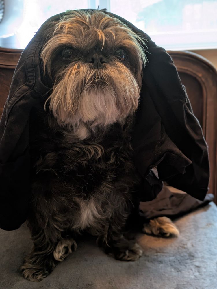 Ewok/mogwai pugzu holding a shirt dutifully.