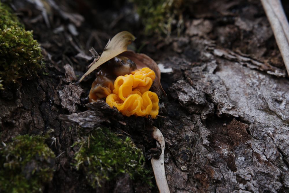A curled blob of bright orangey yellow fungus on a log, among leaves and moss.