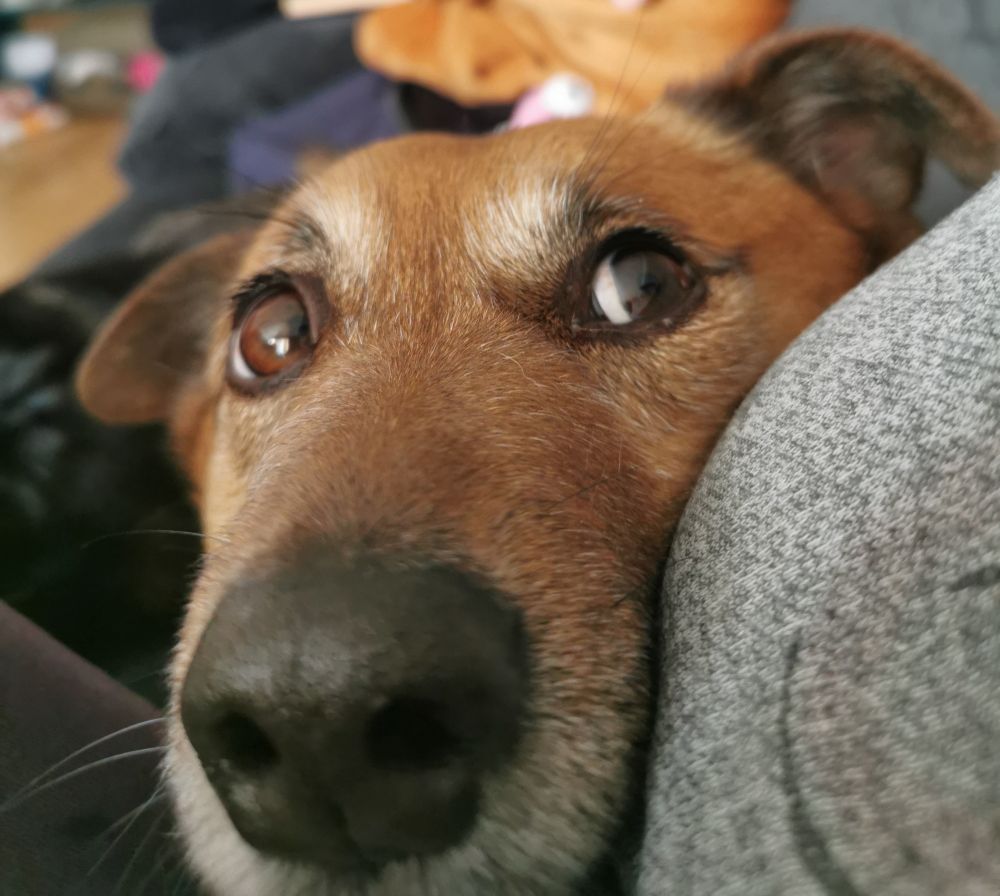 La tête de ma chienne corgi croisée golden retriever Zaza en gros plan. Avec sa truffe boopable