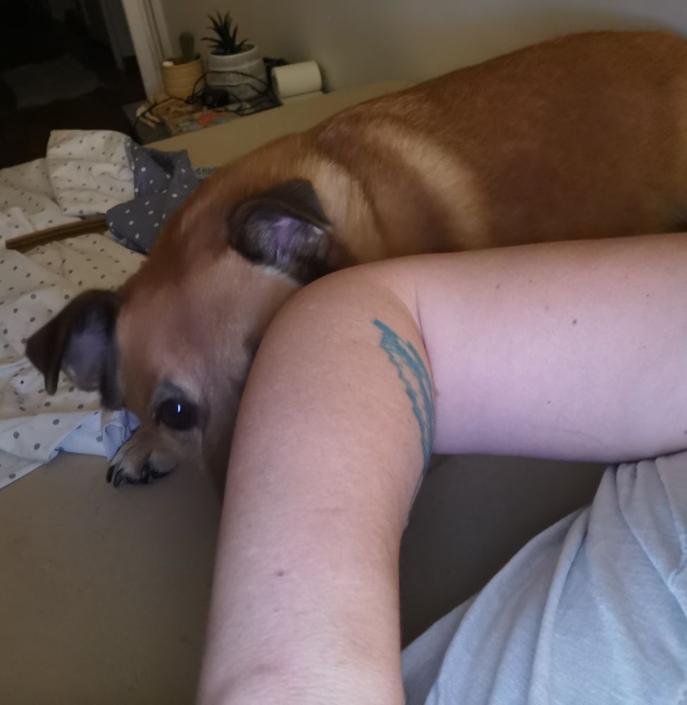 Zaza ma chienne corgi croisée golden retriever, allongée derrière moi sur le lit et qui pousse mon bras avec sa truffe 