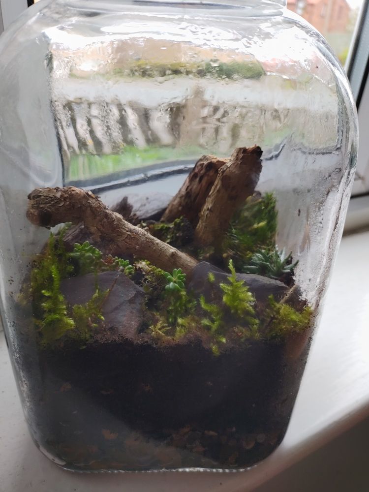 A large glass jar terrarium with moss and other plants around stones and wood.