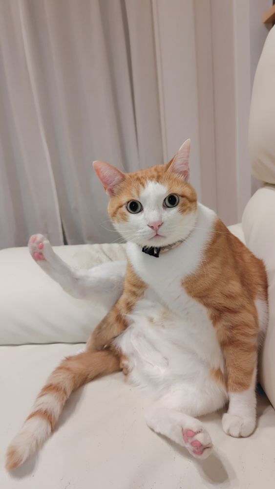 W字開脚してる猫ちゃん