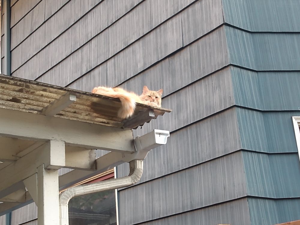 Red cat sitting on top of a roof, tail leaning over, staring at the camera, grey shingled house in the background