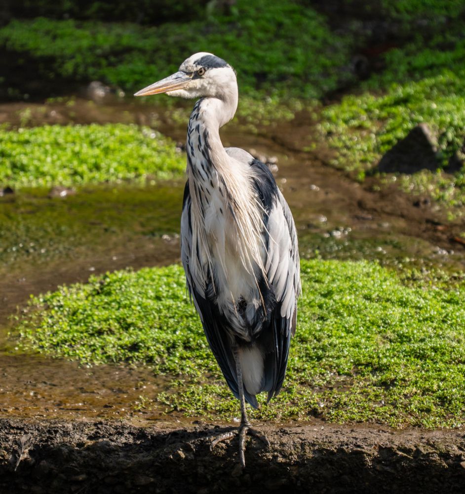 A heron, white, grey, and black with a yellow eye and beak standing on a wall n one leg. Behind it are green water plants.