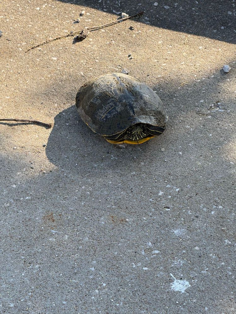 The turtle retreated into its shell as I approached. I planned to move the turtle closer to a nearby pond. 