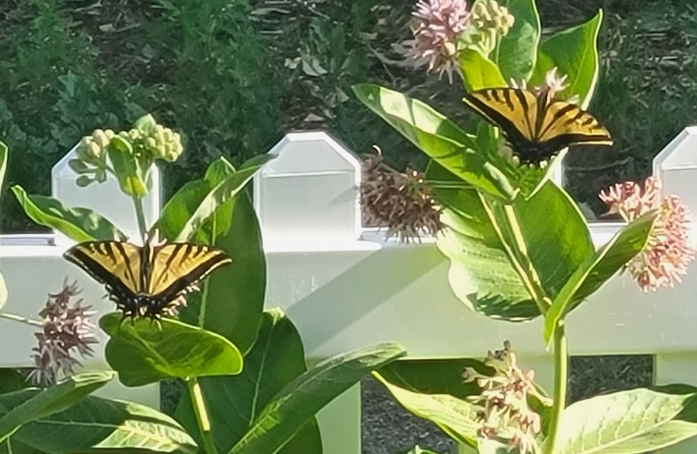 A not-great photo of two common milkweed plants, each with a yellow and black butterfly perched on the flowers.
