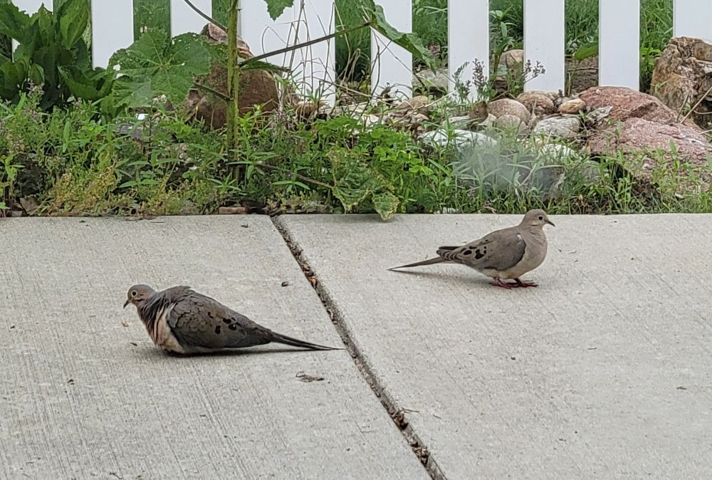 Two mourning doves on a cement driveway, just absolutely chilling as though that's a normal place for birds to hang out. Their tails are toward each other and one is slightly puffed up and resting on its belly. It was absolutely fine, the photo just caught an awkward moment of relaxation.