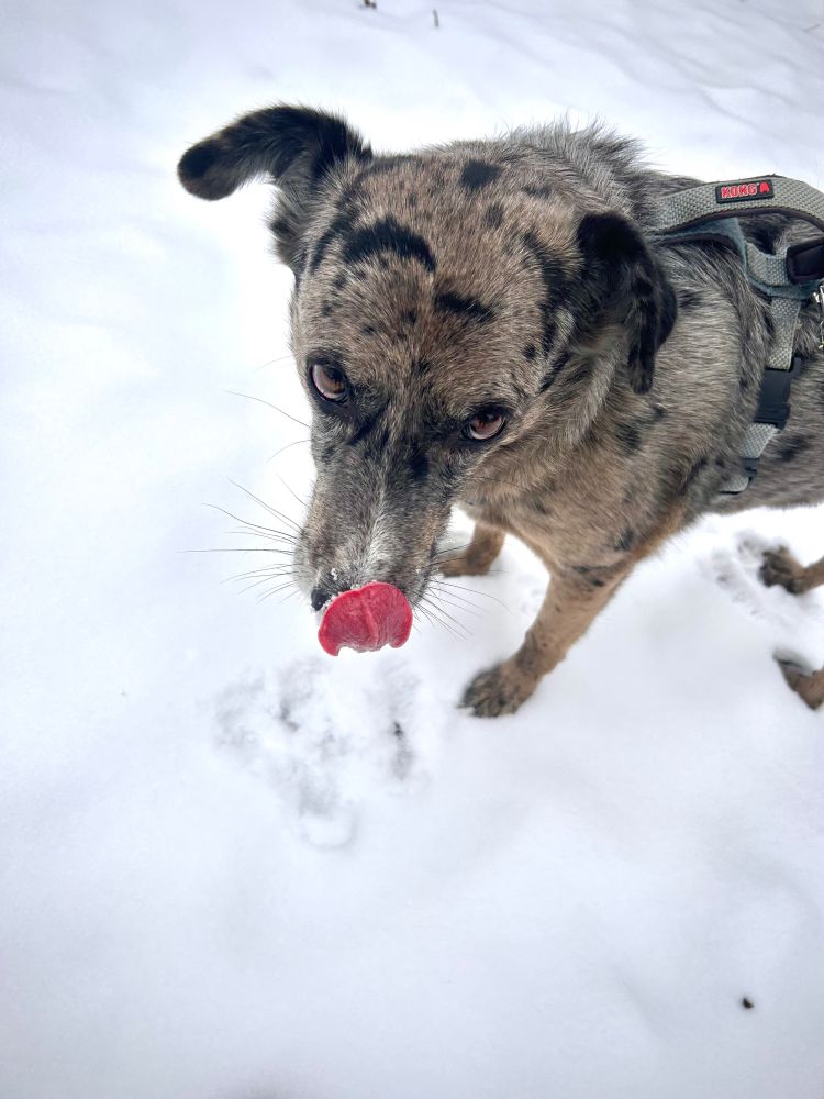 Photo from above a Merle-patterned dog standing in the snow, licking snow off her snoot while looking at the camera. 
