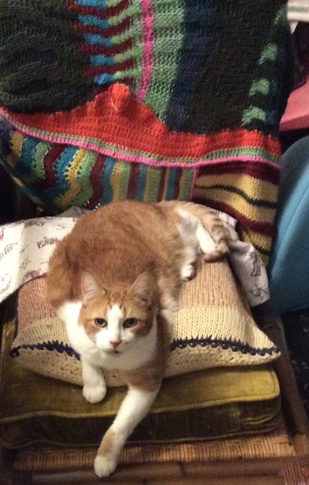 An orange and white cat, with white forearms and a white blaze on his nose, lounges on a pile of cushion and boldly looks into the camera.