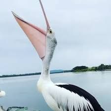 A pelican with a black back and white wings and head, stands near a body of water and stretches his beak wide to make an announcement.