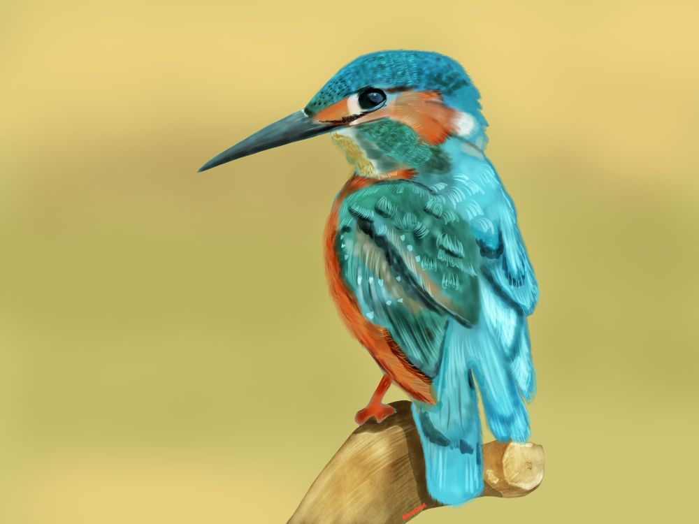 Handrawn using procreate - a Kingfisher sitting on a tree stump.