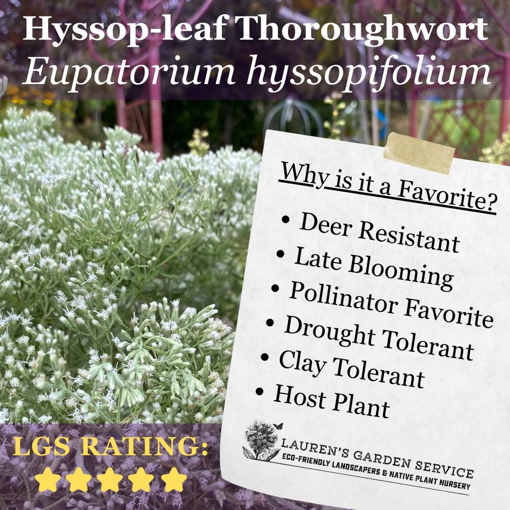 Eupatorium hyssopifolium is one of our favorites at LGS and there's tons of reasons why! Deer resistant, late blooming, pollinator favorite, drought tolerant, clay tolerant, and a host plant. 