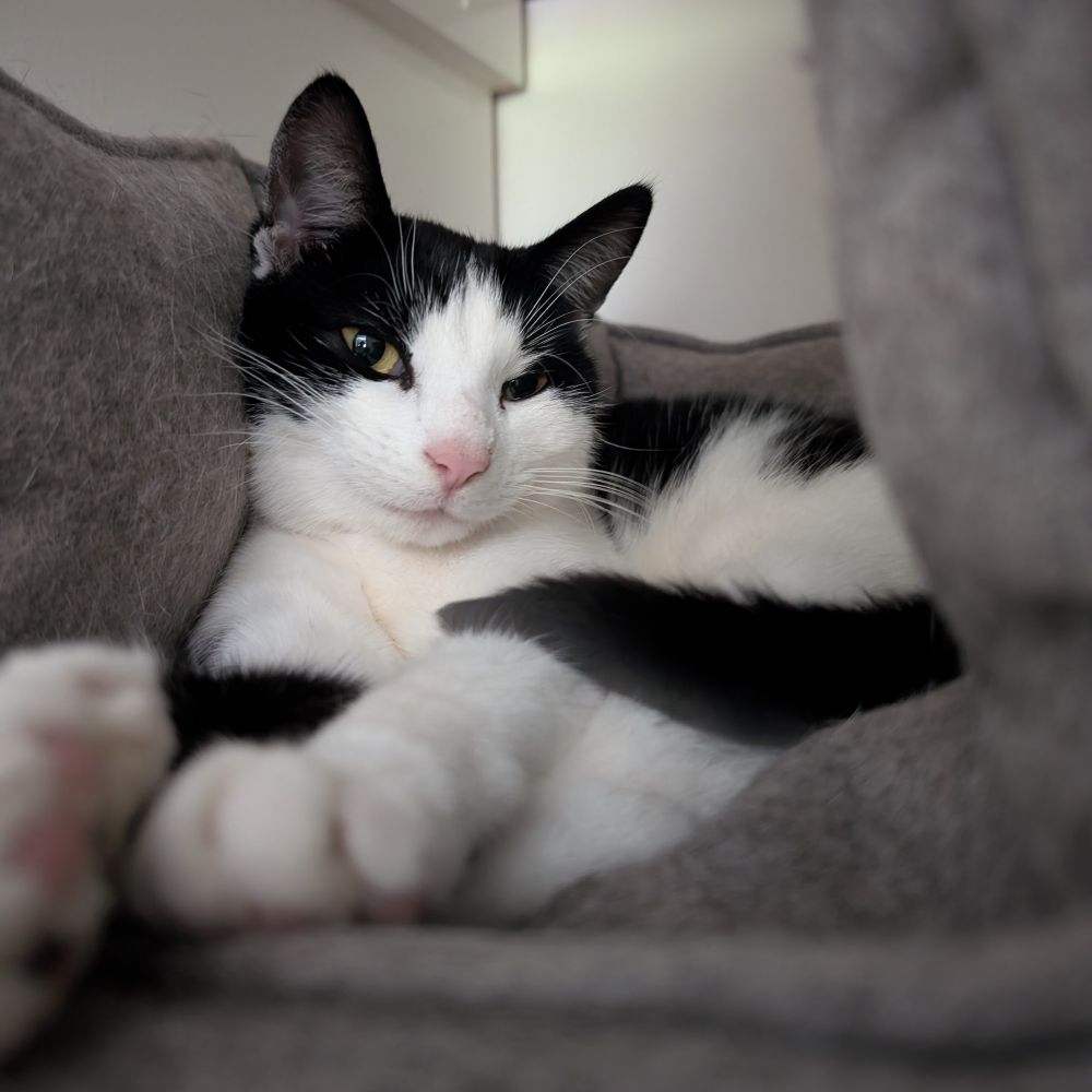 A relaxed-looking white and black cow cat curled up in a pet bed looking at the camera.