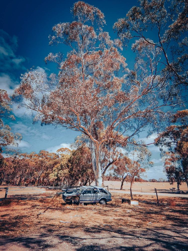 An old beaten up Subaru wagon missing a fender and a wheel or two, under a large gum tree.