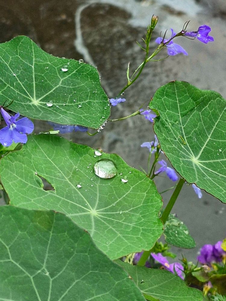 A large perfectly round raindrop sits on a flat leaf with other leaves around it and a couple of small purple flowers peeking through
