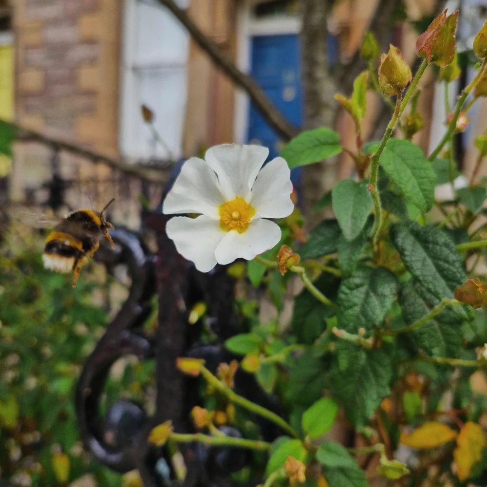 A large black and yellow bumblebee with a white tail flies towards a five petalled flower