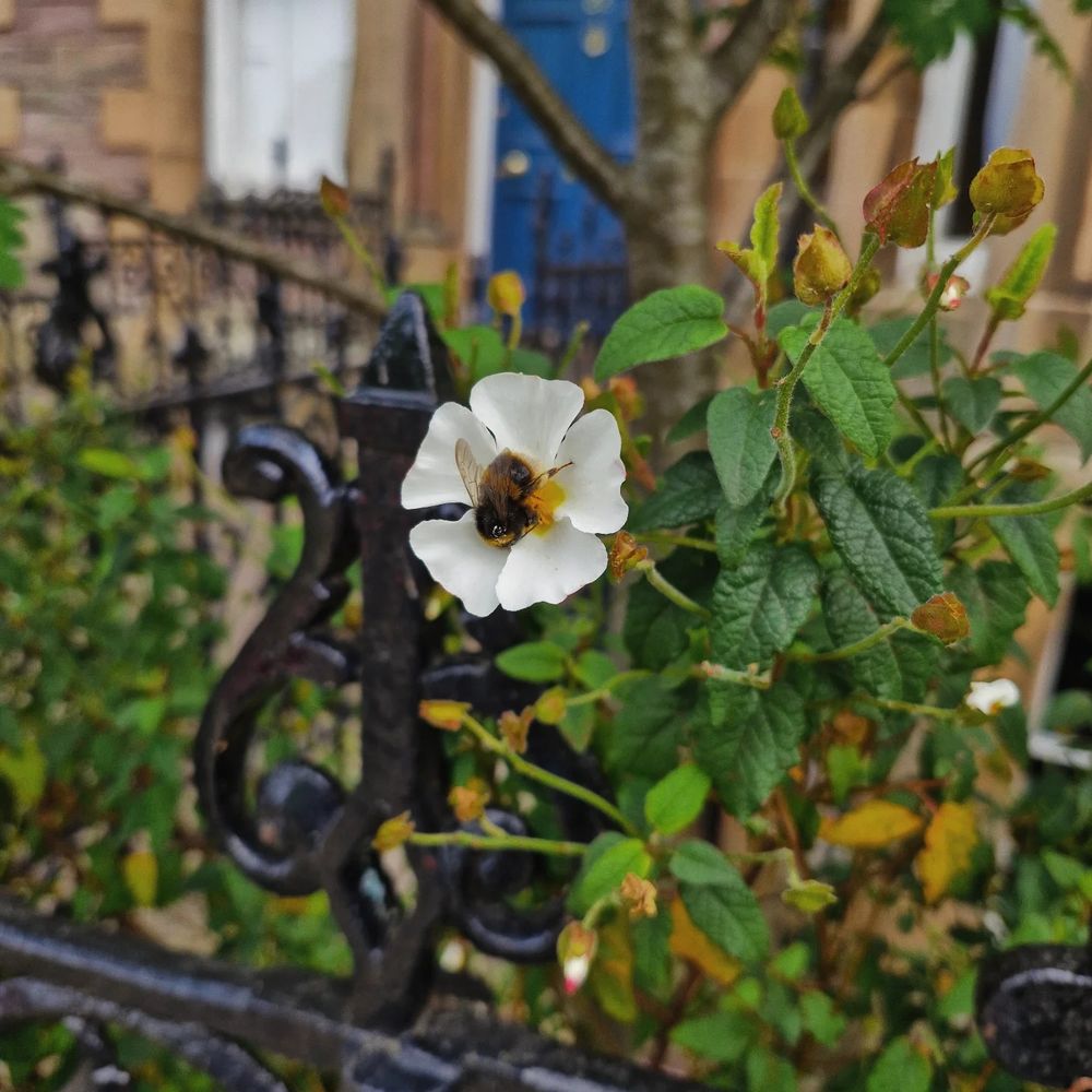 A large bumblebee sits in the yellow middle of a five petalled white flower 