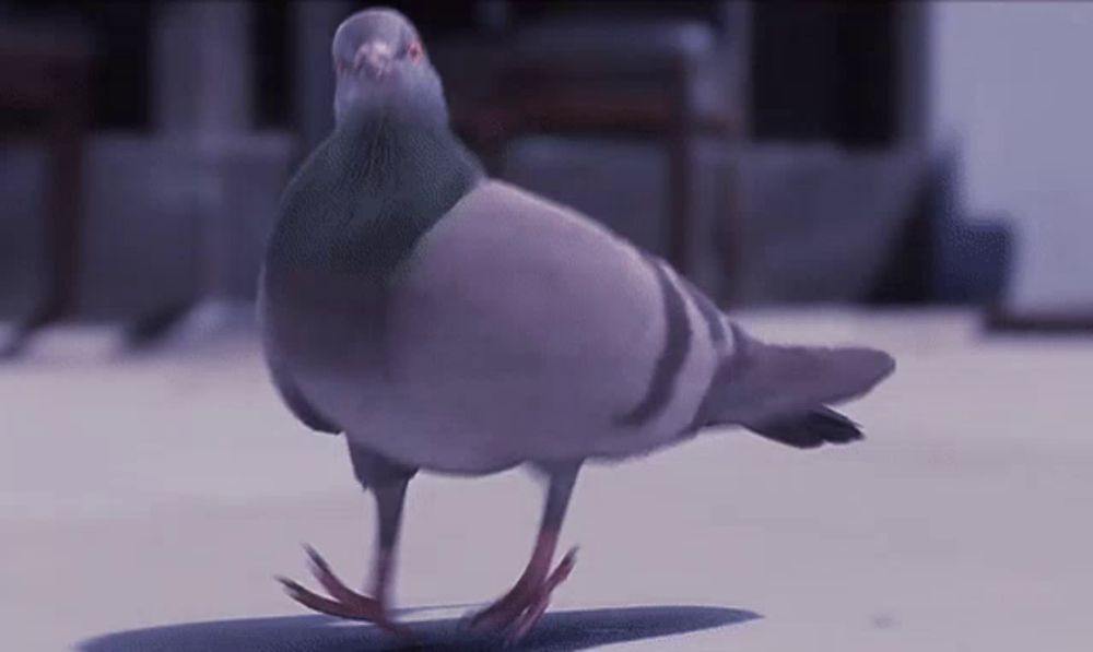 a pigeon is walking on the ground and looking at the camera .