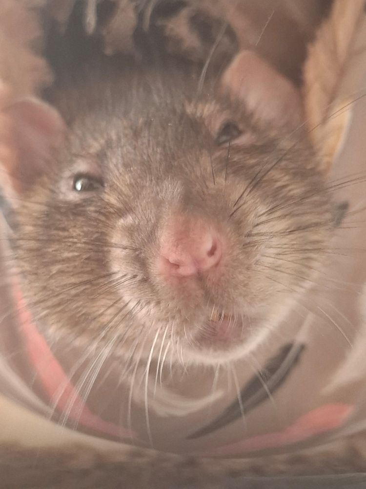A brown agouti rat in a cream hammock.  He is squinting as if judging the camera
