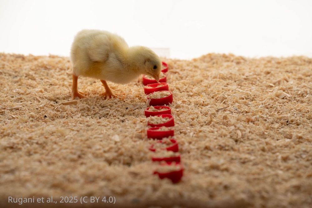 a small yellow chick feeding from small red caps
