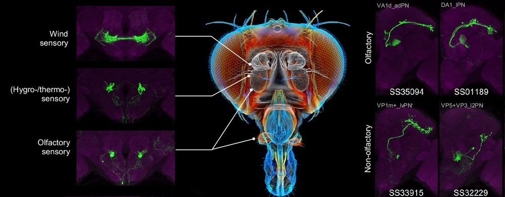Generation and annotation of split-GAL4 lines.