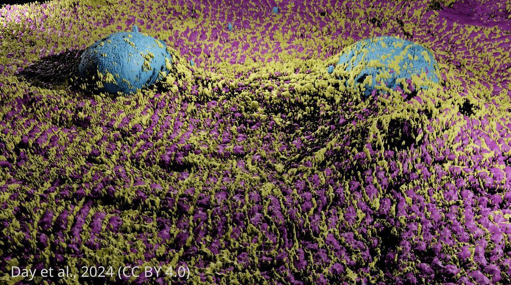 3D image of cardiomyocytes with high-throughput expansion microscopy 