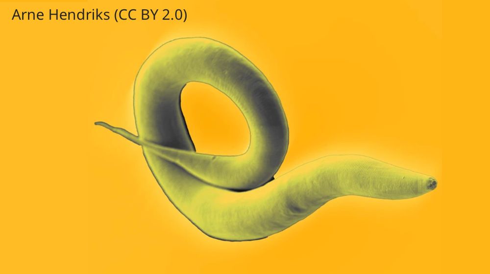 electron microscopy image of a C elegans on a yellow background