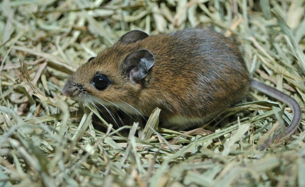 Why deermice do not get sick from Lyme disease