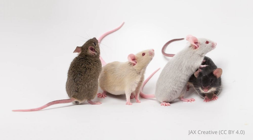 different coloured mice on a white background