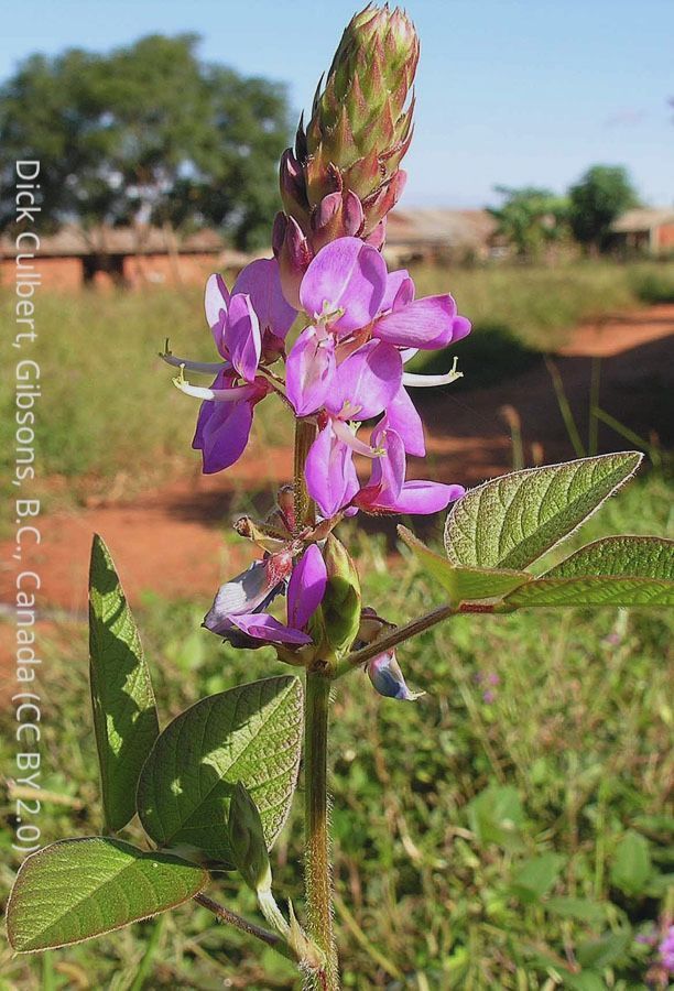 photo of a pink desmodium flower