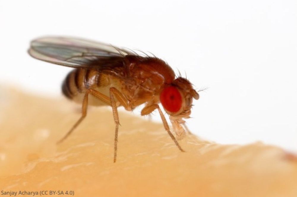 drosophila melanogaster