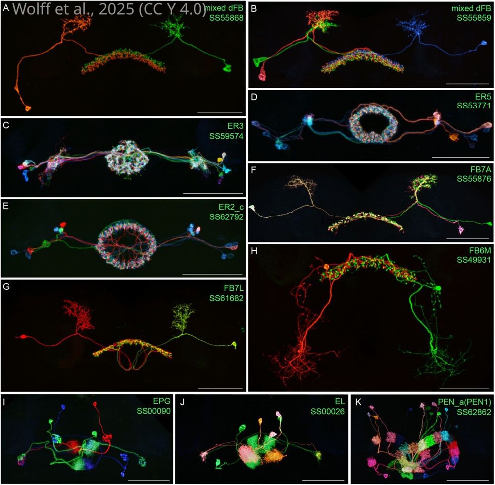 Individual cells within the indicated cell types with the indicated split-GAL4 lines