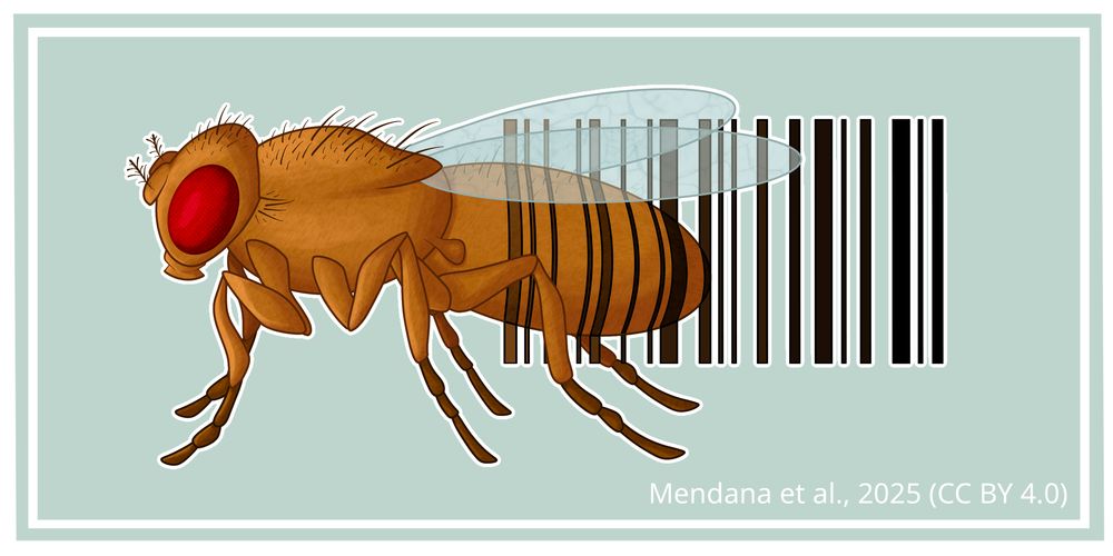 cartoon of a fruit fly with a barcode overlaid on its abdomen
