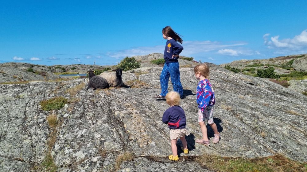 Three children in rocky terrain, mesmerized by two sheep
