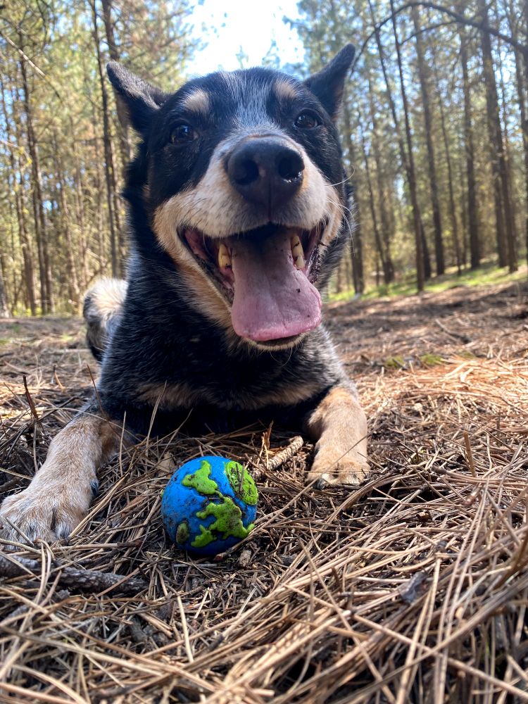 A cattle dog with an open mouth and long tongue, "smiling" after playing fetch with an Earth shaped ball. 