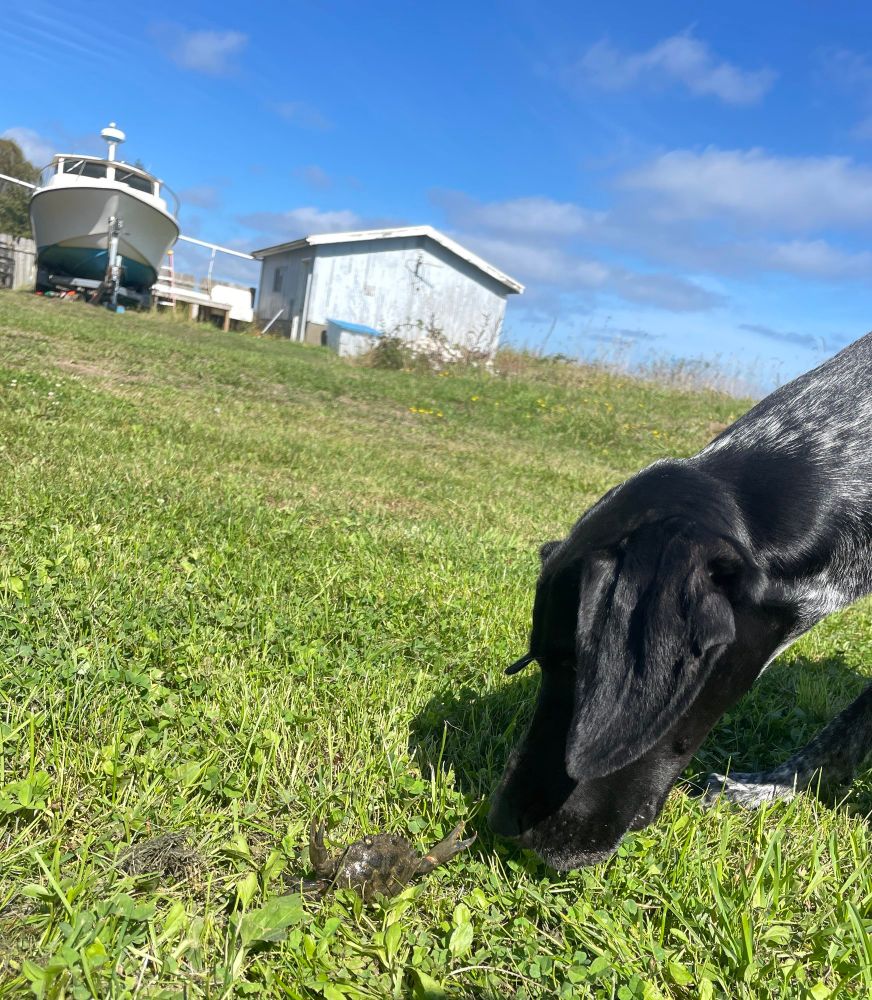 A black and white dog with floppy ears carefully inspects a green crab with pinchers stretched towards the dog's nose, during odor detection work. 