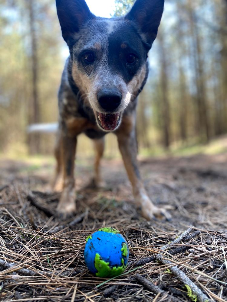 A cattle dog with an open mouth "smiles" at the camera standing in front of an Earth shaped ball he is playing fetch with.