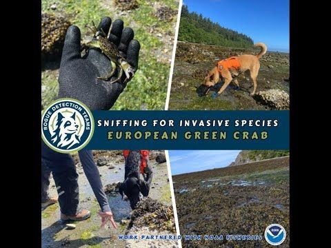 Invasive European Green Crab Detection Utilizing Conservation Dog Teams
