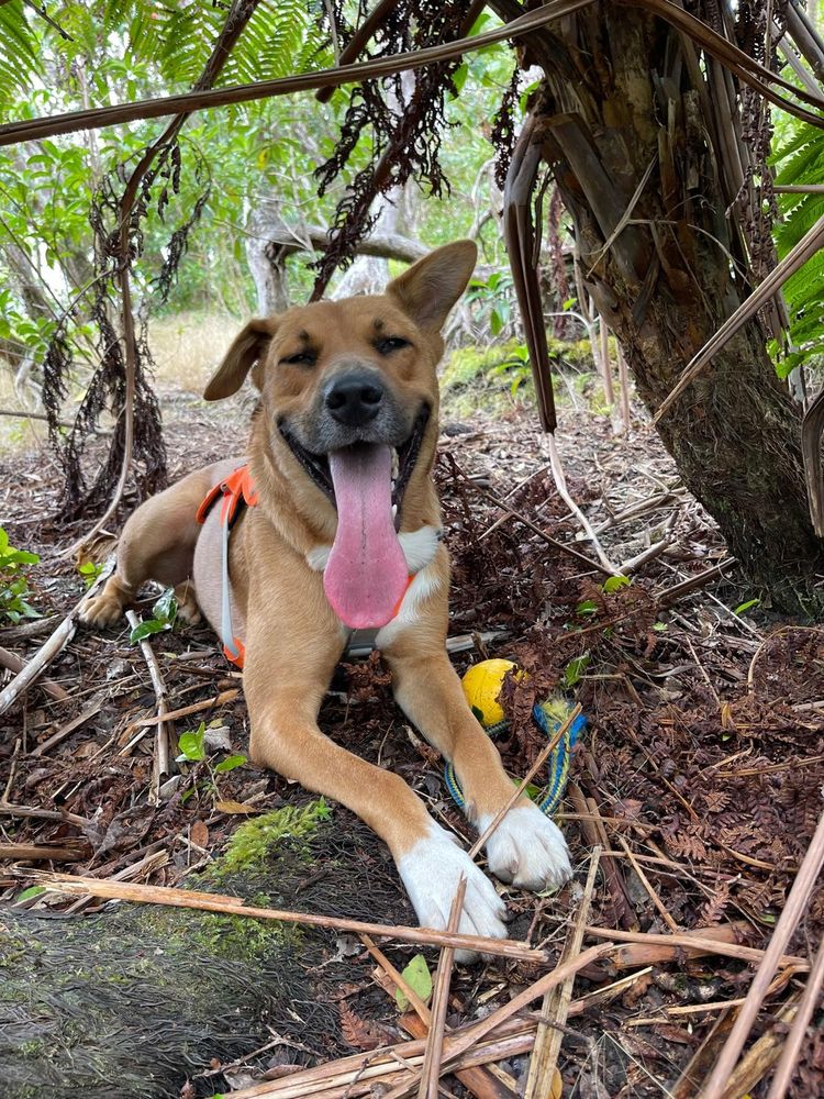 A tan dog wearing an orange working dog vest smiles at the camera with his tongue out. He is resting under a fern near a yellow ball. His name is Crash and he sniffs for invasive snails to assist endangered snail research.