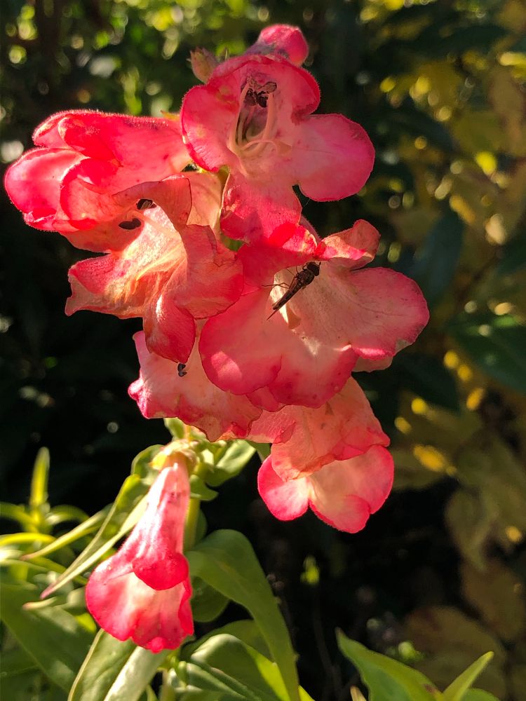 Bartfaden (Penstemon hartwegii).
Die rosa Blüten leuchten in der Sonne.