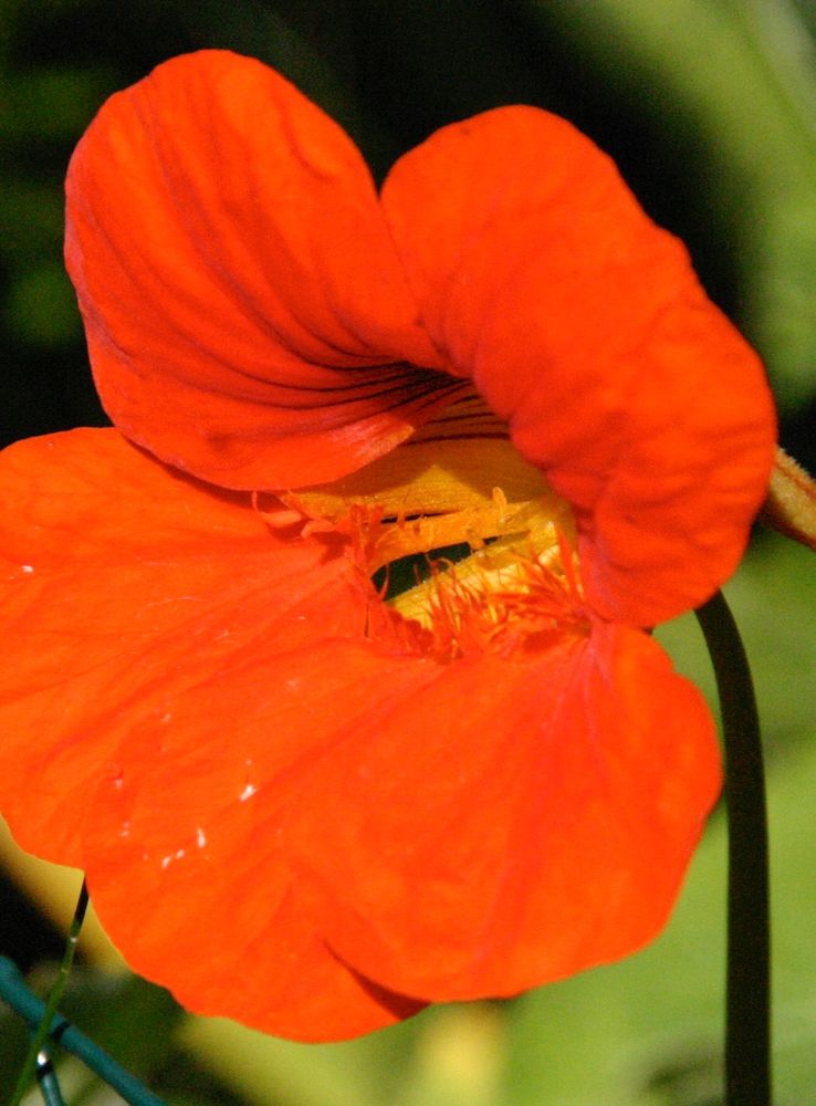 Orangerote Blüte der Kapuzinerkresse in Großaufnahme.